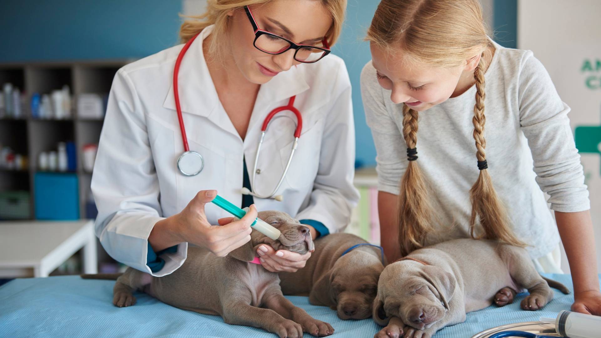 Evcil Hayvanlarda Aşı: Sağlıklı Bir Yaşam İçin Bilmeniz Gerekenler