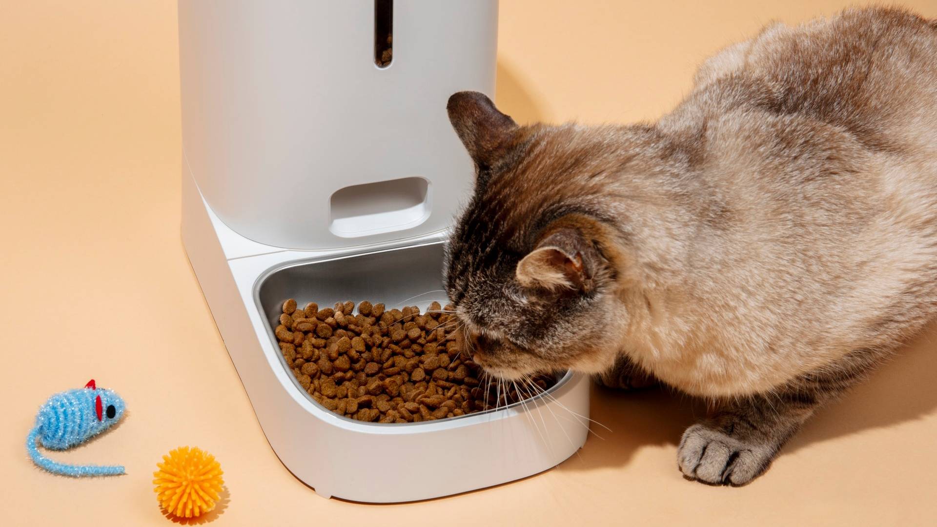 Kedi ve Köpeklerde Doğru Beslenme: Hangi Mama Daha İyi?